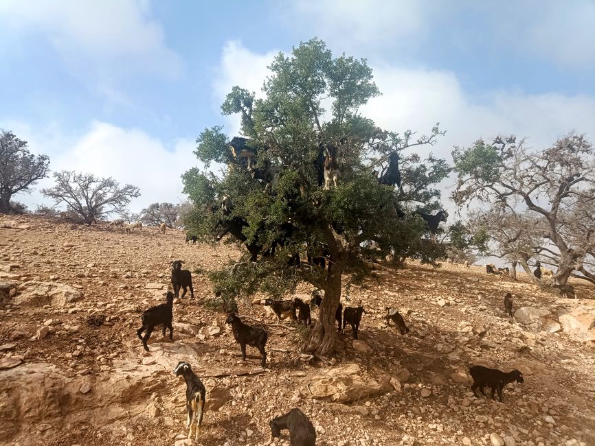 Rau, pur und freundlich