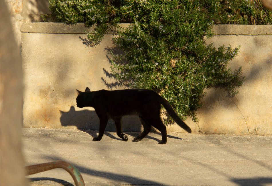 Cats of Croatia
