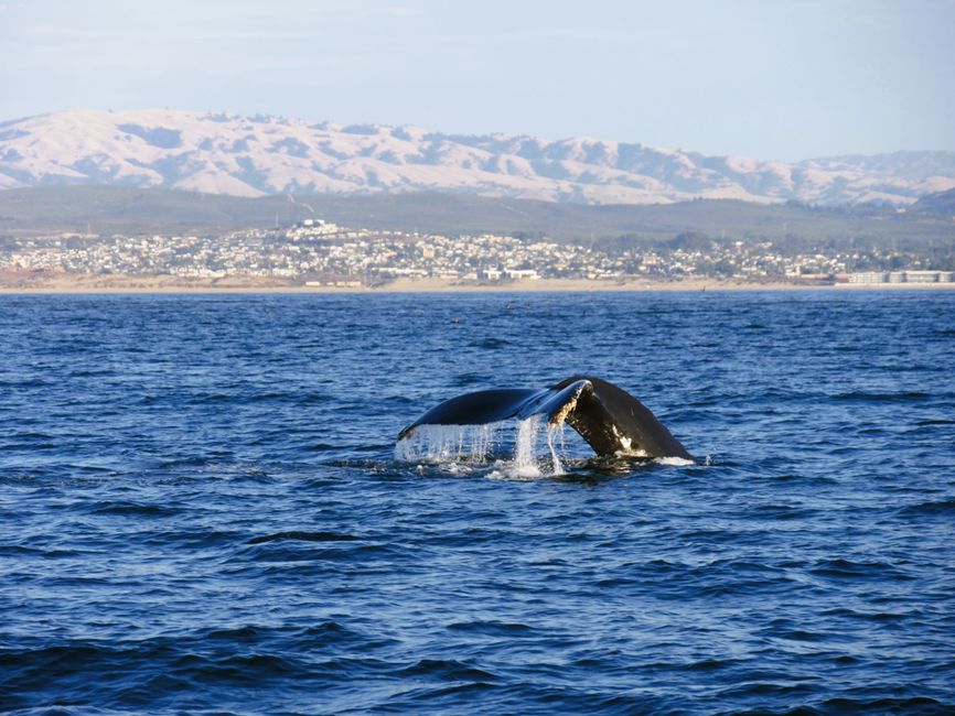 whale watching