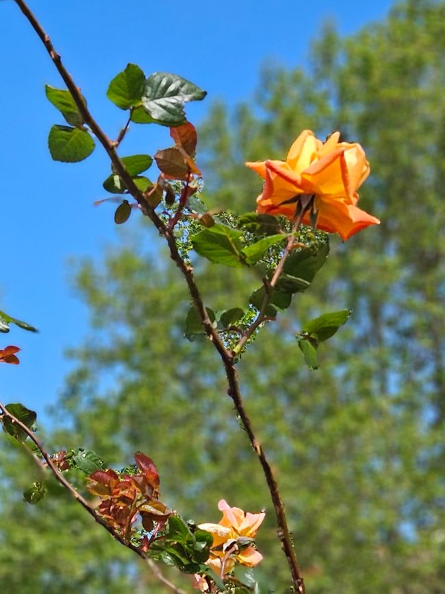 Im Garten der Kathedrale