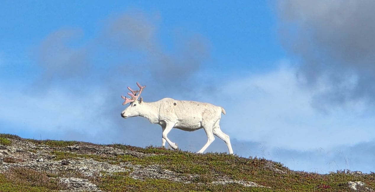 Norwegen-Nordkapp 1-17.September 2025
4.September