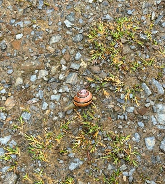 Die Pilgerschnecke