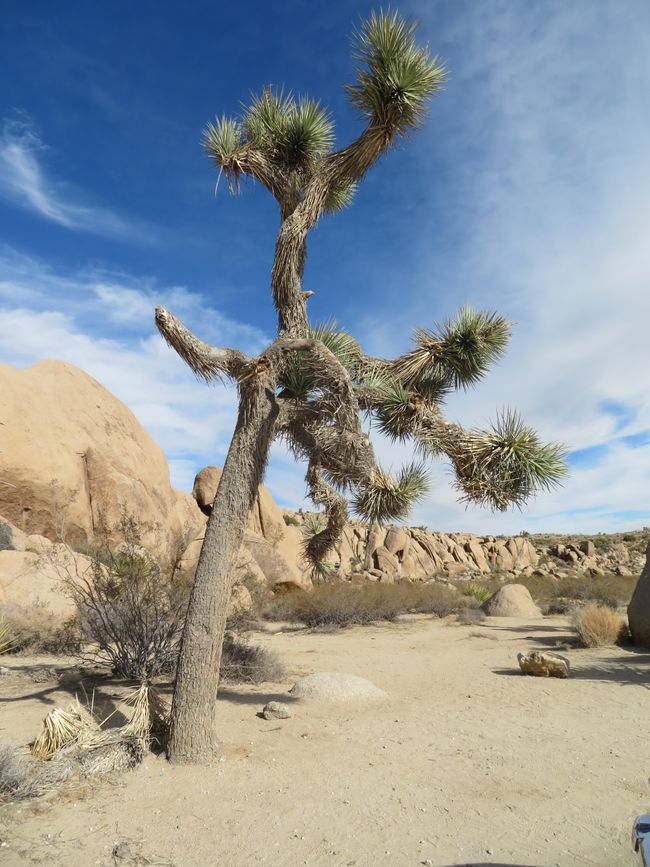 Joshua Tree National Park