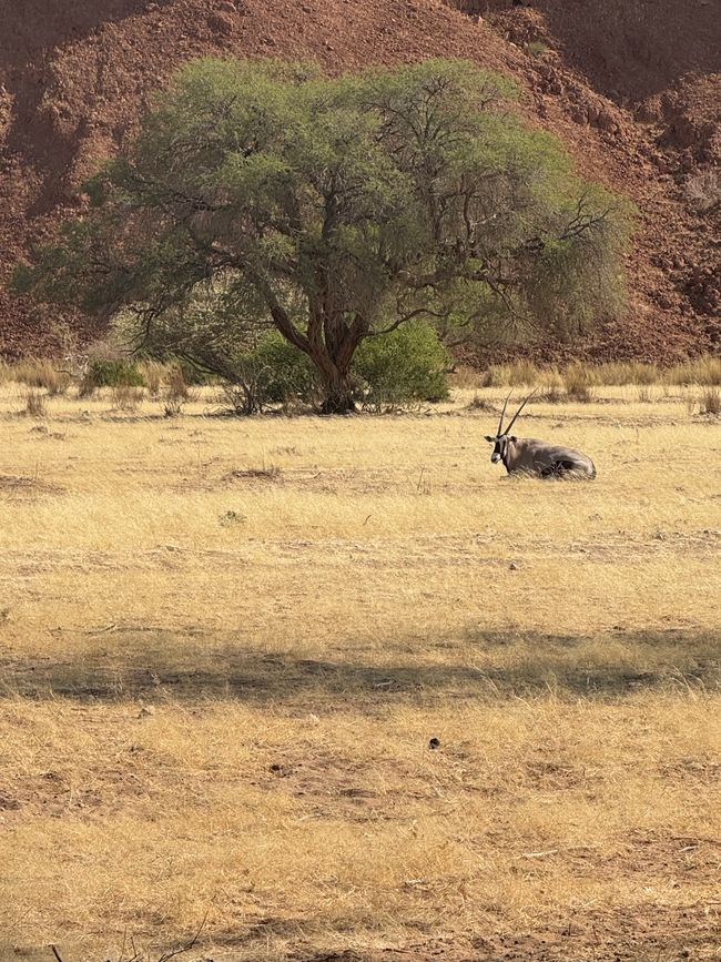 Namibia 2k25 🦓🏜️🐘
