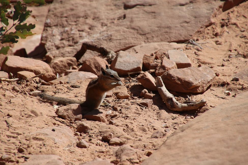 Squirrel at lunch