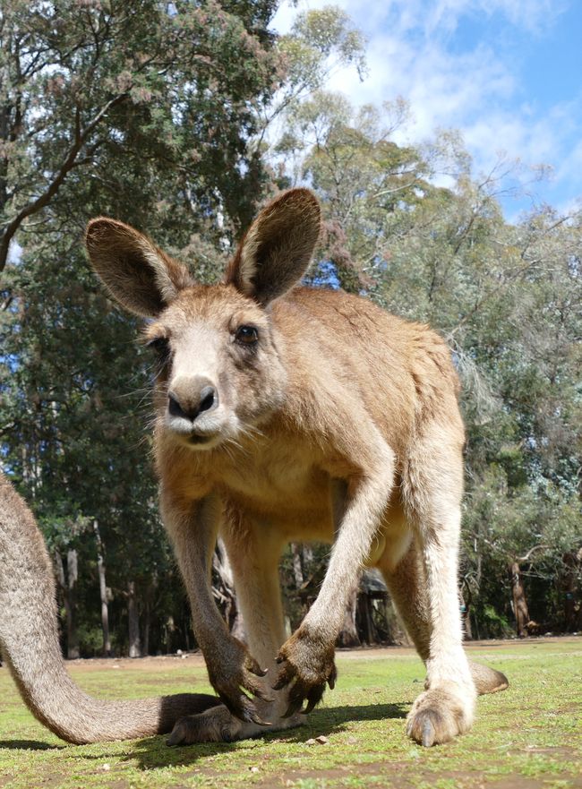 - Singapur & Tasmania 2019 -