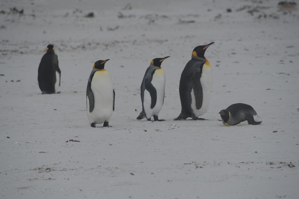 Manchots royaux / King penguins