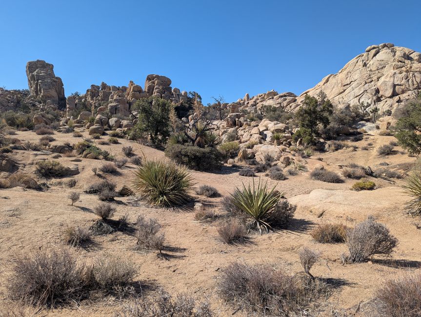 Joshua Tree