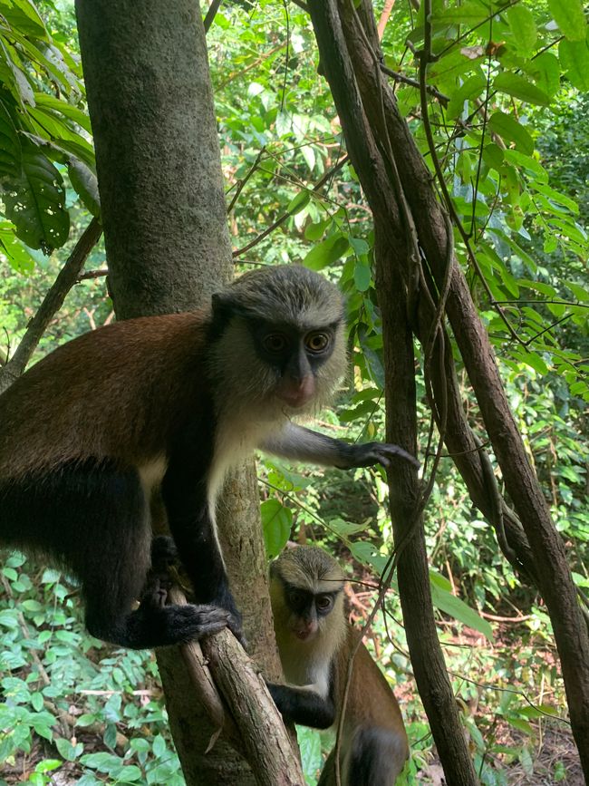 Chutes d'eau de Wli, Sanctuaire des Singes de Tafi, Mont Gemi