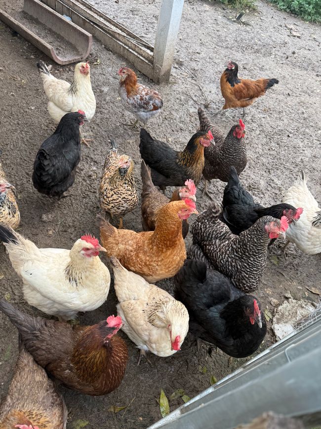 Le galline della fattoria 🐓/ chickens from the farm 🐓