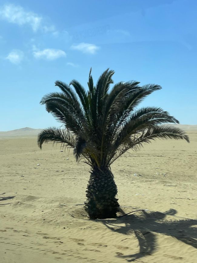 104.Etiqueta 18.4.25 Bahía Walvis, Namibia