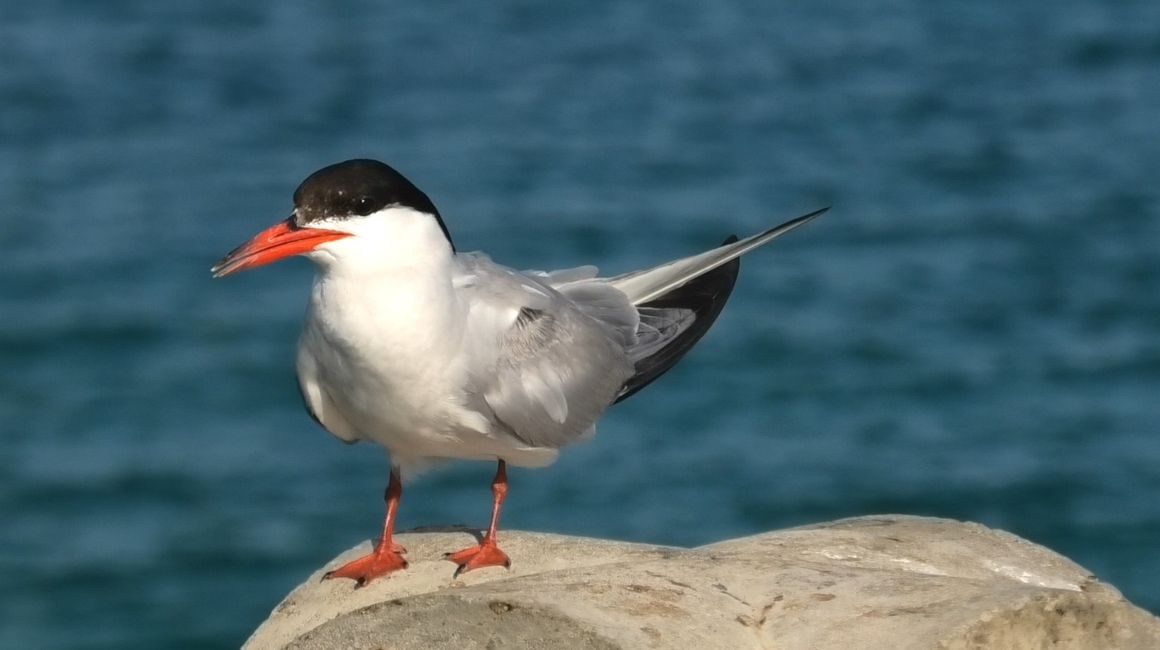 Möwe am Pier bei Vila Baleira