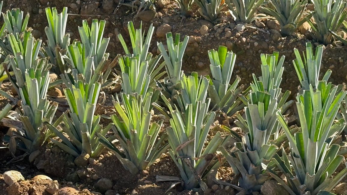 La tierra de búfalos