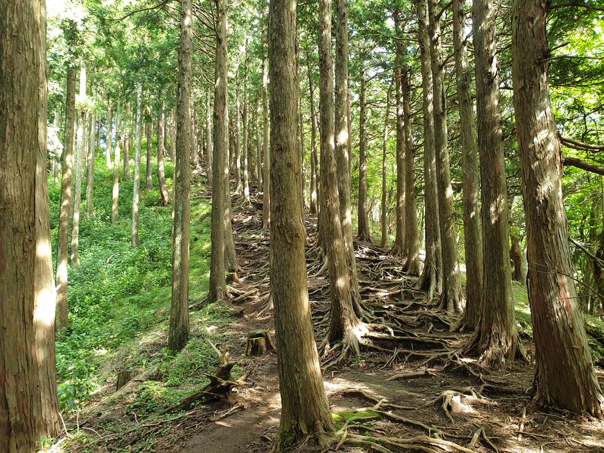 Wurzeliger Weg