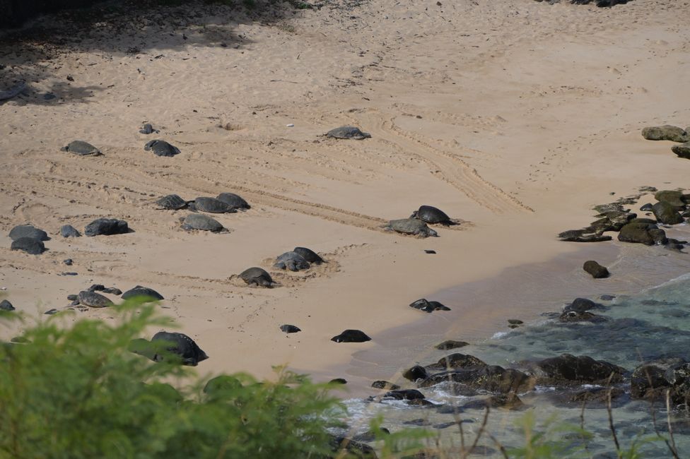 Route de Hana - Plage de Ho'okipa - Tortues de mer vertes
