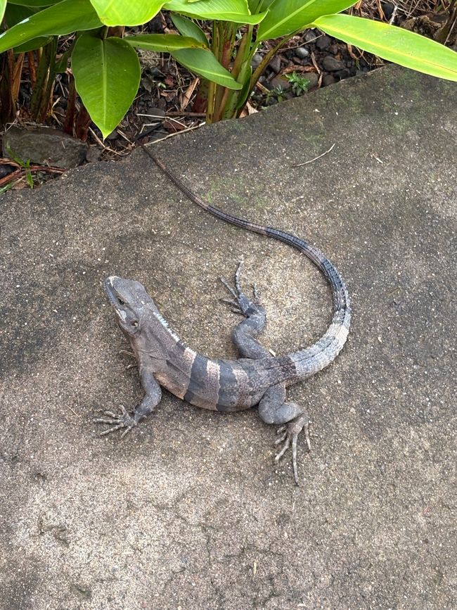 Unterwegs in Costa Rica