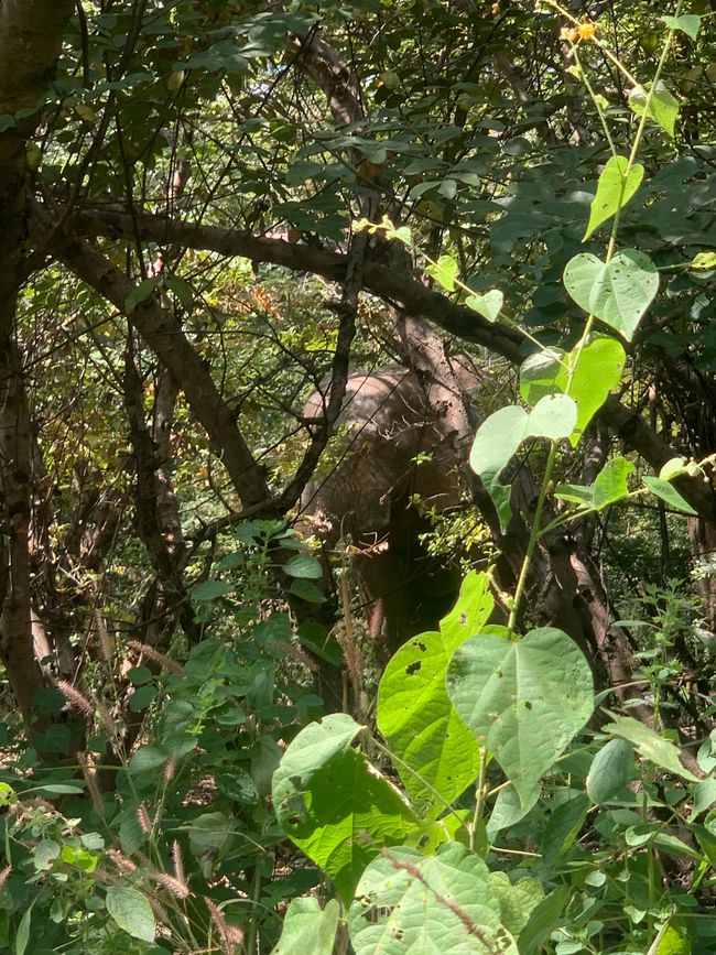 Parco Nazionale Mole & Larabanga