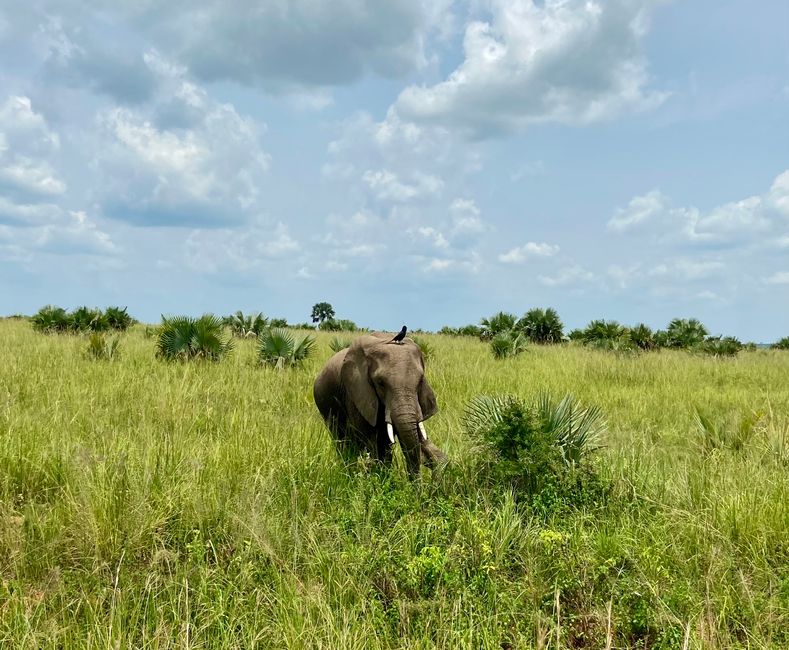 Wilde Tiere erleben