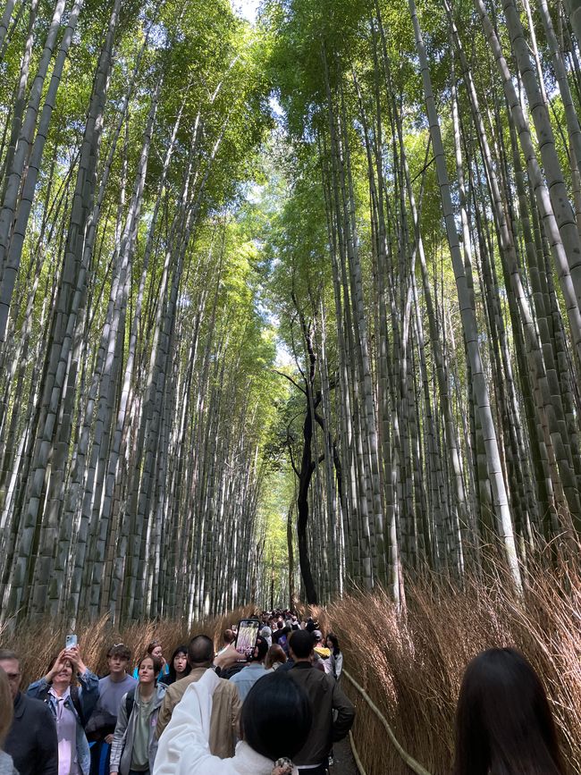 Kyoto-Domingo-06.04.25