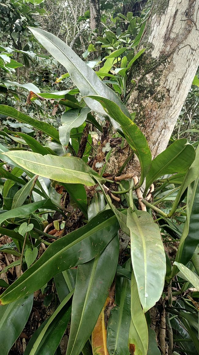 Brasil, Fortaleza Sendero del Bosque Tropical