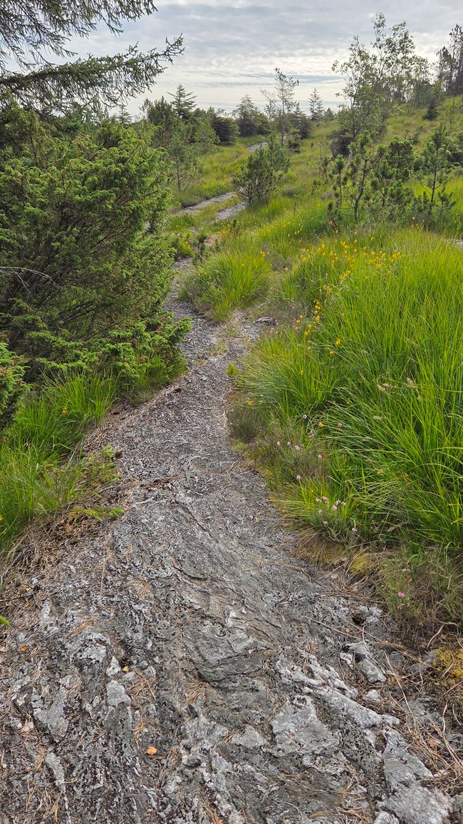 In den Wäldern von Norwegen, gibt es Esel mit Bike
