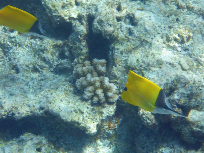Anaa - La meilleure expérience en mer du Sud