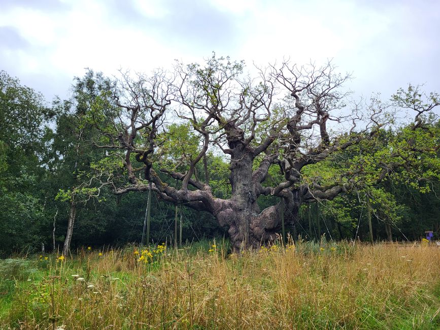 Major Oak