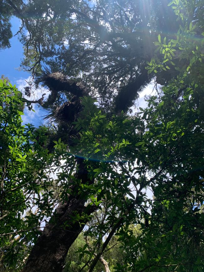 22_OHAKANE ET BALADES EN FORÊT