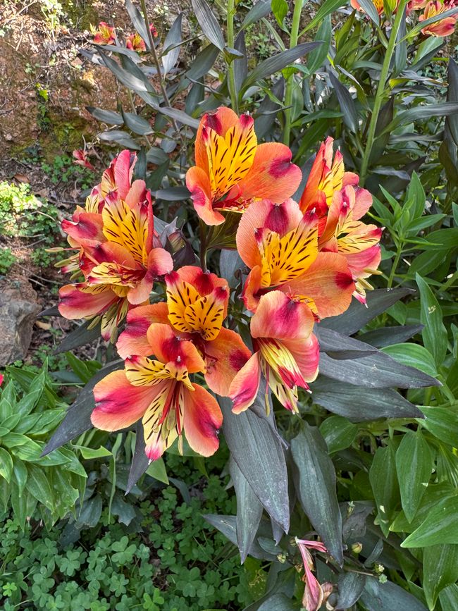 Flower Power 49e