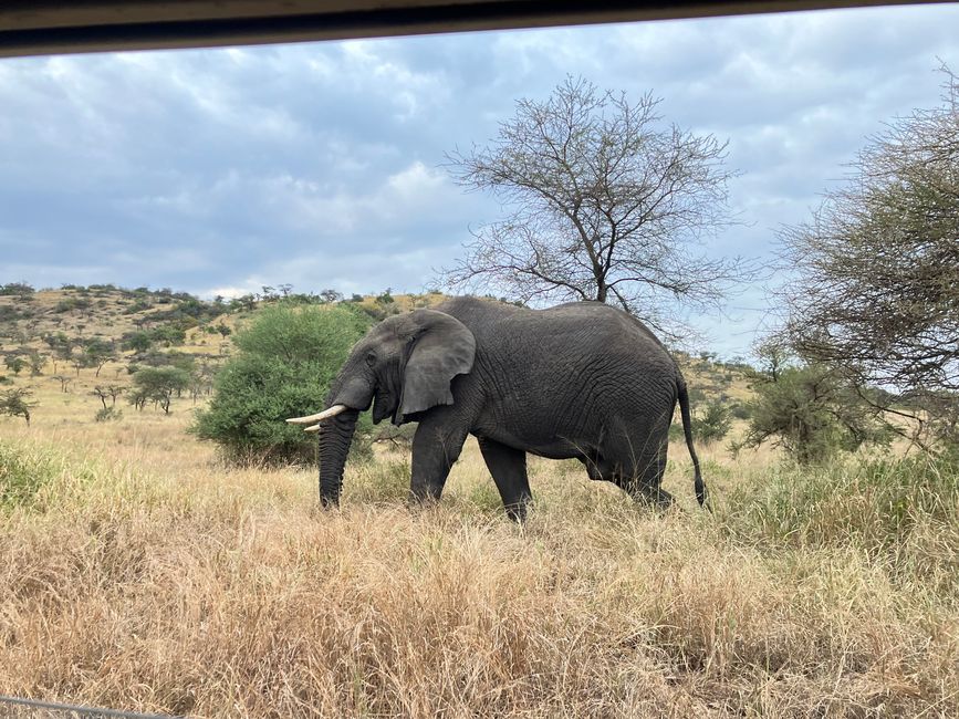 En la Serengeti - Día 3