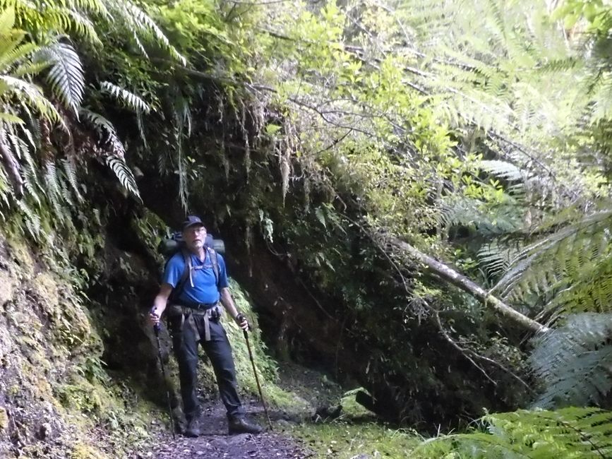 Dans la jungle