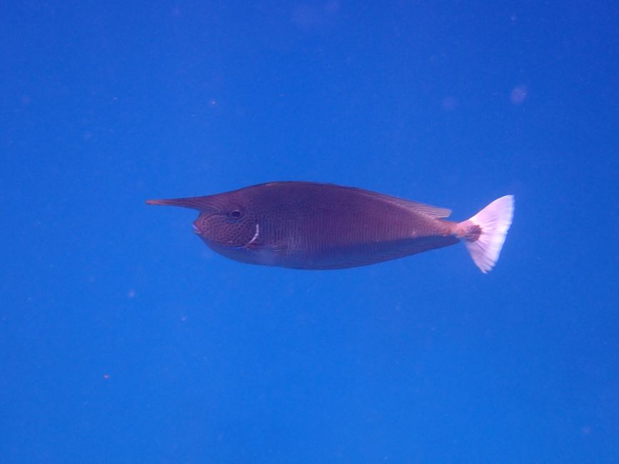Longnose unicornfish