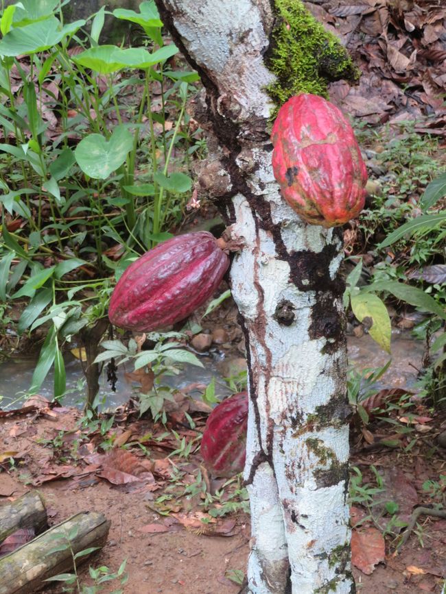 Opened cocoa pod