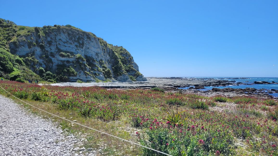 „Animal Watching“ in Kaikoura – Part Two (Seals, No Whales & Dolphins? - but Sheeps!)