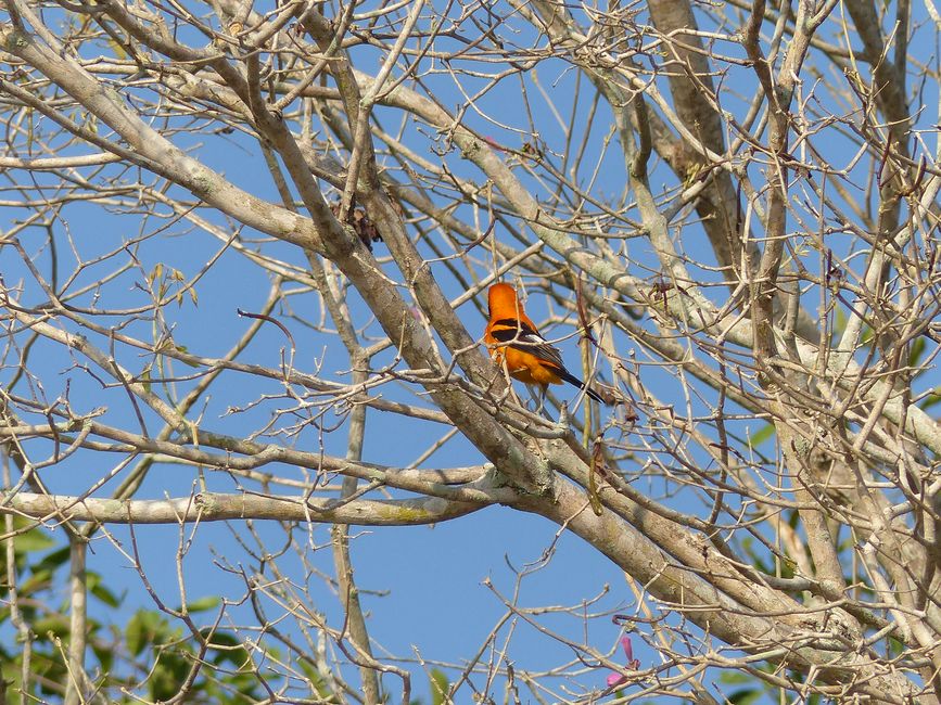 Brazil Pantanal River Cruise