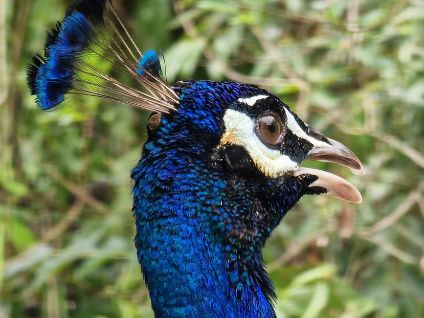 Bird Park