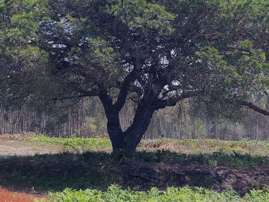Aljezur -> Odeceixe