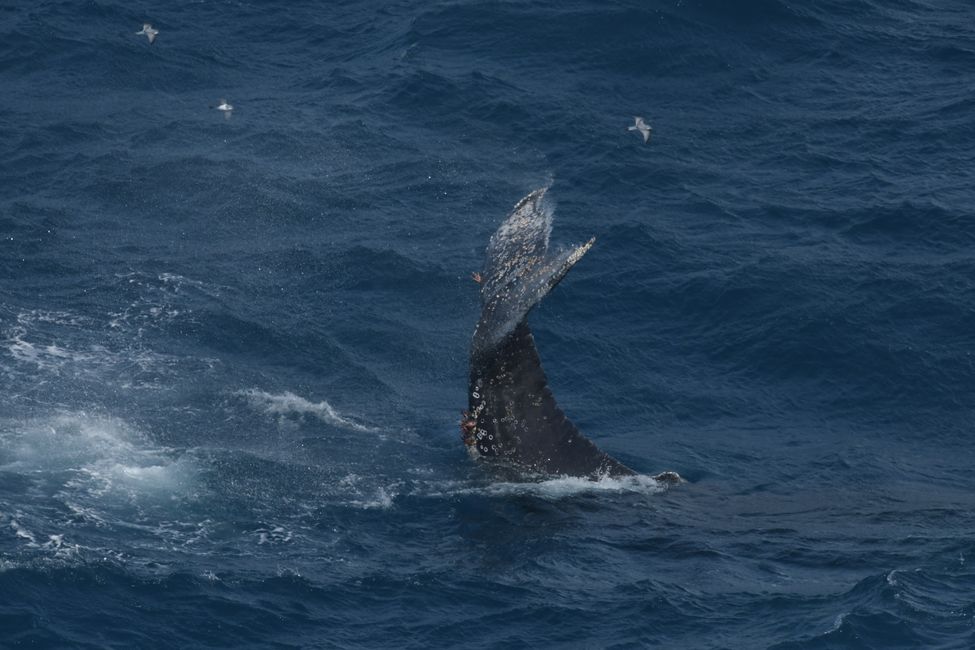 Buckelwal ( Humpback whale