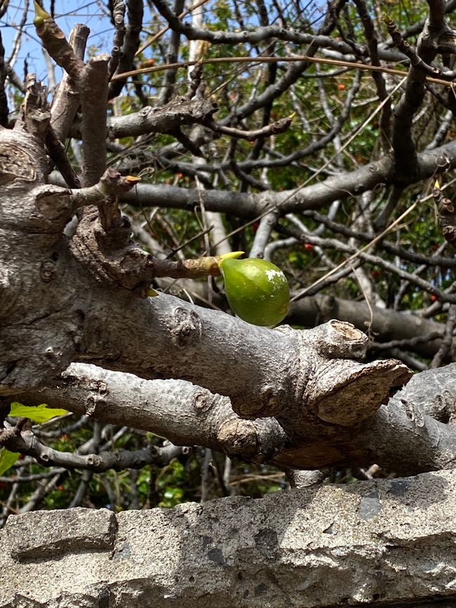 Eine einsame Feige an diesem alten Baum