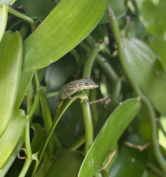 Eine kleine Eidechse versteckt sich bei den Vanillebaum