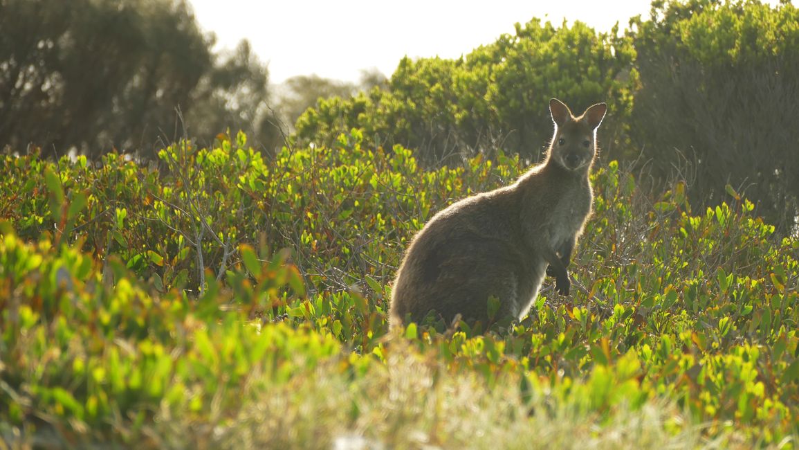 - Singapur & Tasmania 2019 -