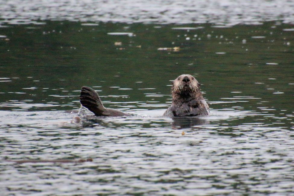 Sea otters