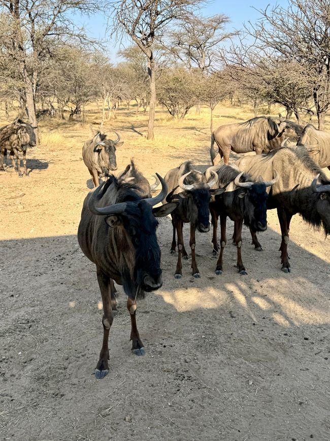 Namibia 2k25 🦓🏜️🐘