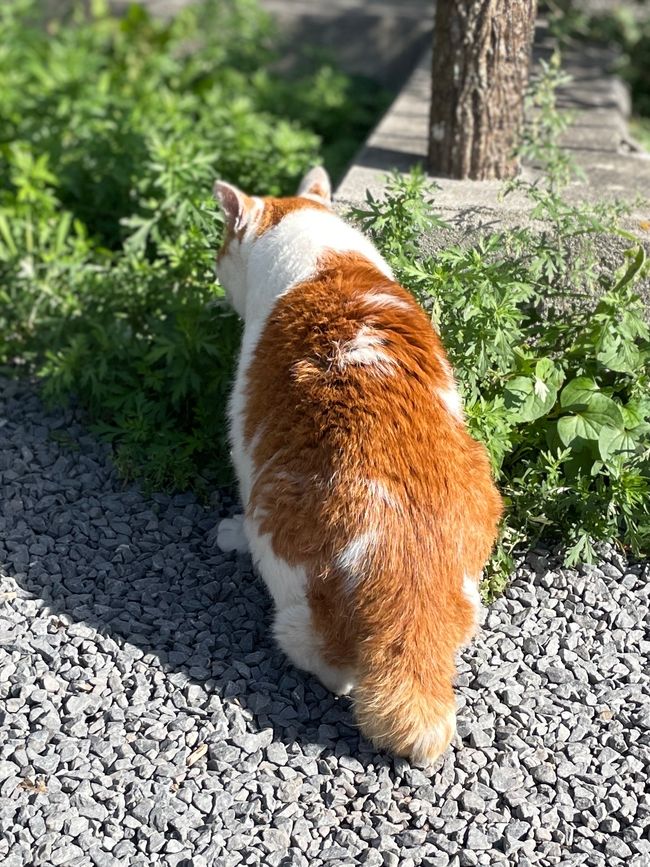 What is all forbidden