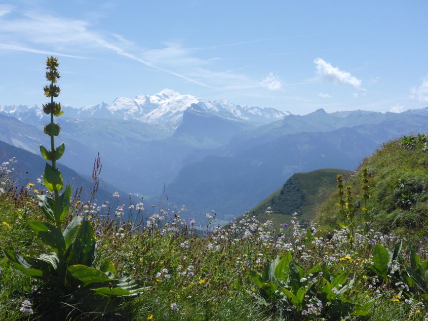 Der Mont Blanc 4800m