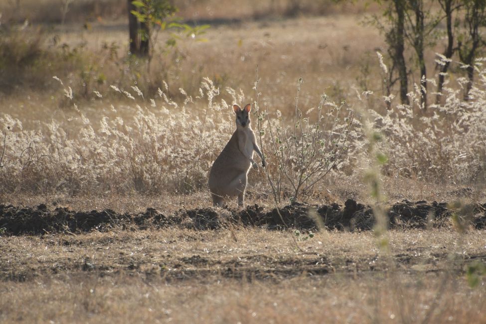 Kangaroo at Mt. Elizabeth Station