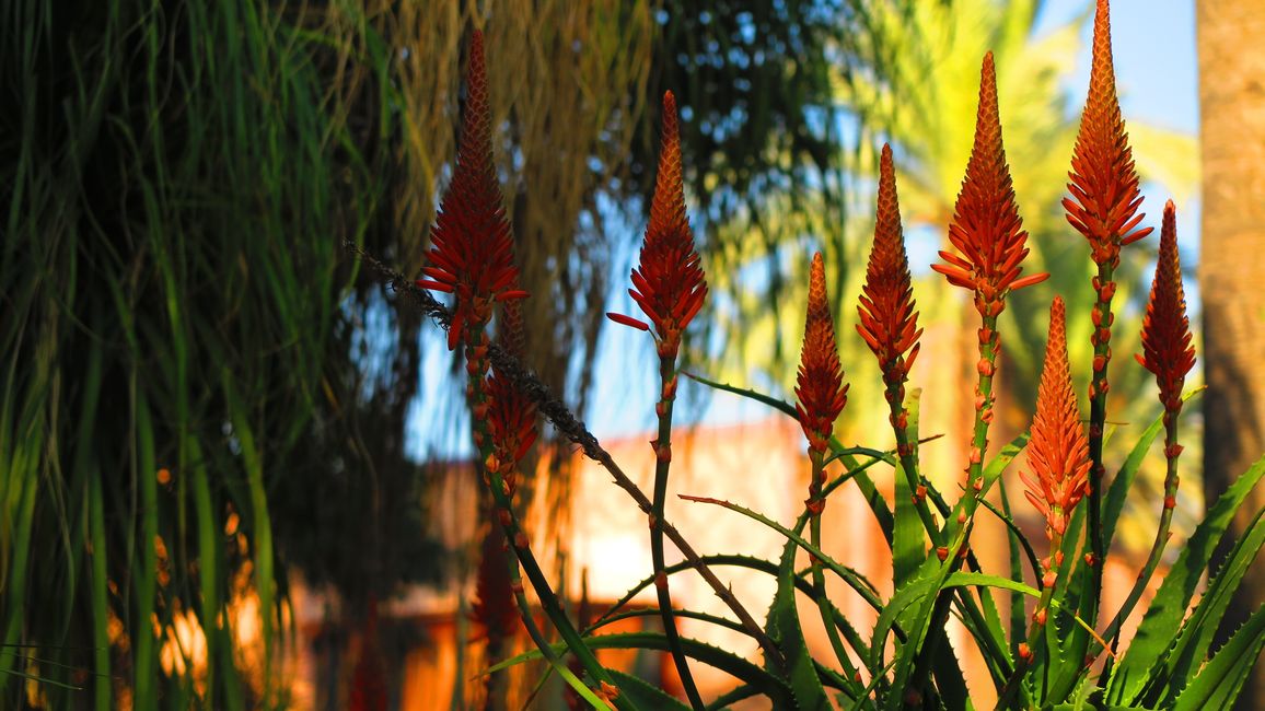 In Jardin Majorelle