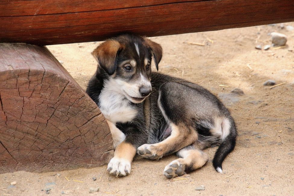 Etiqueta 21: Alrededor de Whitehorse: Cachorros de husky, Lago Esmeralda y el desierto más pequeño del mundo