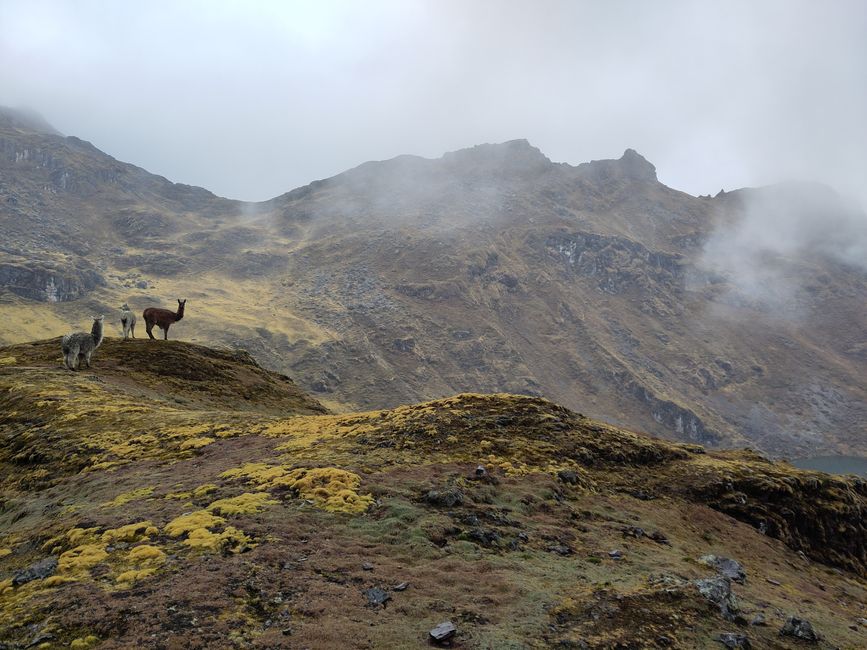 Cusco, Lares-Trek und Machu Picchu