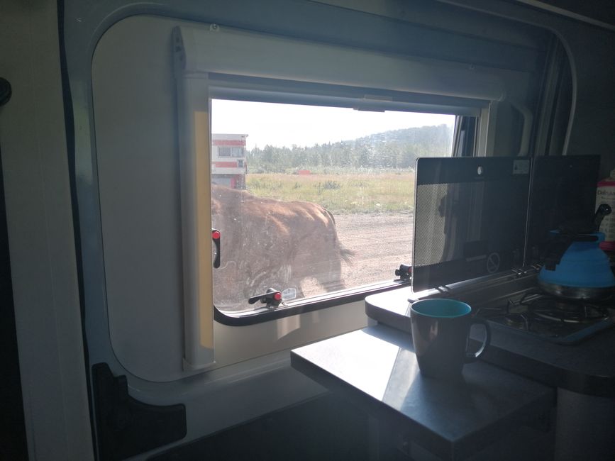 Bison for breakfast in Fort Liard